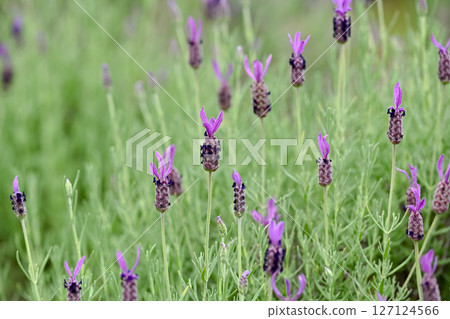  French Lavender 127124566