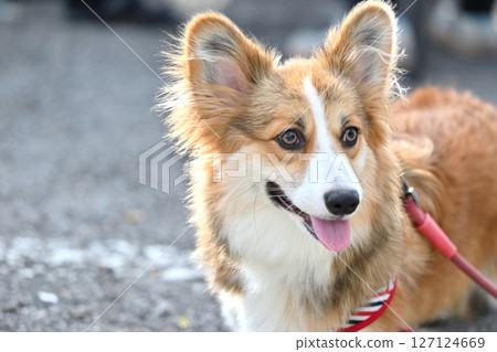 遛柯基犬(威爾斯柯基犬) 遛柯基犬(威爾斯柯基犬) 127124669