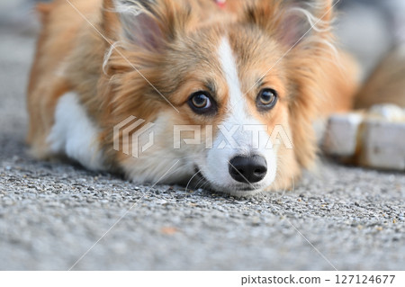 遛柯基犬（威爾斯柯基犬） 127124677