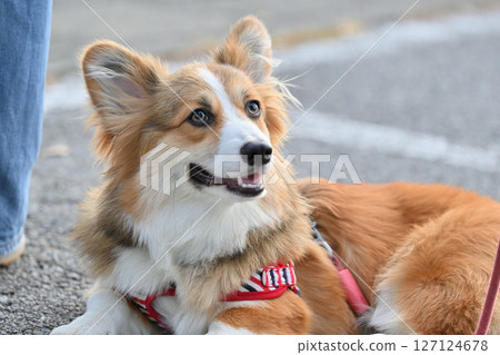 Walking a Corgi (Welsh Corgi) 127124678