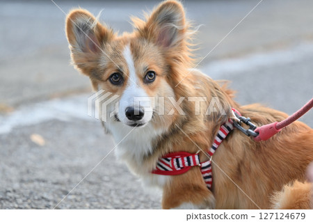 遛柯基犬(威爾斯柯基犬) 遛柯基犬(威爾斯柯基犬) 127124679