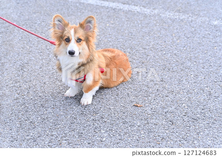 Walking a Corgi (Welsh Corgi) Walking a Corgi (Welsh Corgi) 127124683