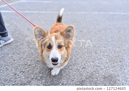 Walking a Corgi (Welsh Corgi) Walking a Corgi (Welsh Corgi) 127124685