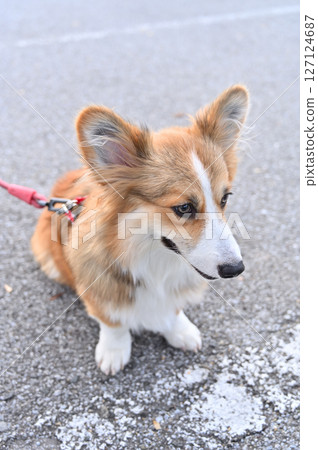 遛柯基犬(威爾斯柯基犬) 遛柯基犬(威爾斯柯基犬) 127124687