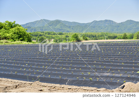 Photographing the scenery of a sweet potato field sprouting in early summer in Atsuta Town, Hokkaido Photographing the scenery of a sweet potato field sprouting in early summer in Atsuta Town, Hokkaido 127124946