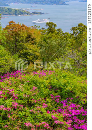 （長崎縣）從弓張岳展望台眺望，在盛開的杜鵑花海中，豪華遊輪「DREAM號」抵達。 127125179