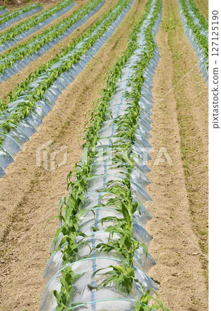 初夏時節在北海道熱田町拍攝玉米田風景 127125190