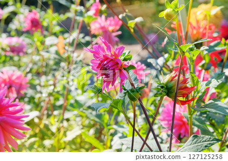 Dahlia bush with fleshy leaves and purple flowers. Cottage garden. Floral decoration. Sunny day. Dahlia bush with fleshy leaves and purple flowers. Cottage garden. Floral decoration. Sunny day. 127125258