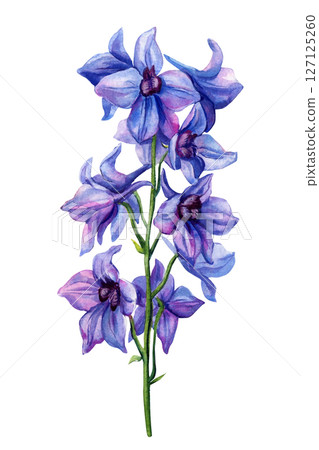 Watercolor Blue Delphinium Flowers Isolated White Background, Botanical Illustration, Spring Floral Clipart for Wedding and Design Watercolor Blue Delphinium Flowers Isolated White Background, Botanical Illustration, Spring Floral Clipart for Wedding and Design 127125260