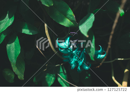 Jade Vine in Bloom Jade Vine in Bloom 127125722
