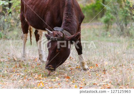 Brown cow eating dry autumn grass in forest meadow. 127125963