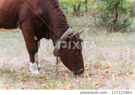 Side view of brown cow grazing on dry autumn grass. 127125964