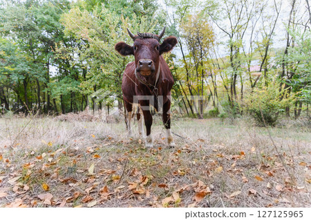 Funny front view of a brown cow with horns and leather strap. 127125965