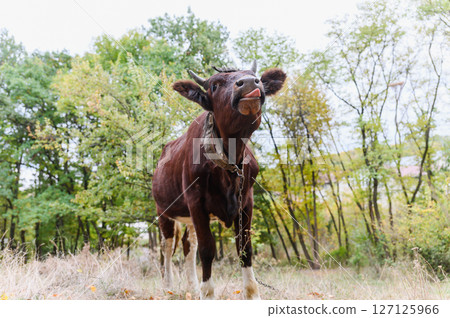 Front view of brown cow with tongue out in autumn forest. Front view of brown cow with tongue out in autumn forest. 127125966