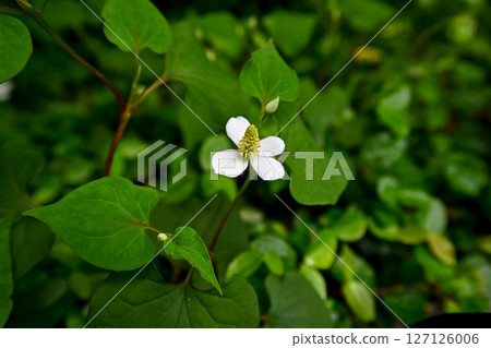 Hokkaido Hokkaido 127126006