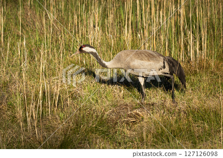A crane walking through thick grass 127126098
