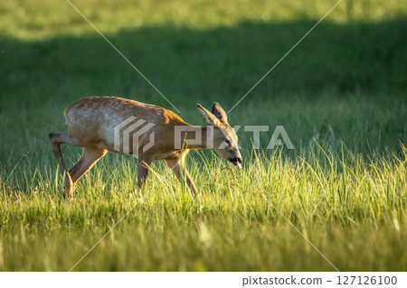 A young roe deer walks through a green meadow 127126100
