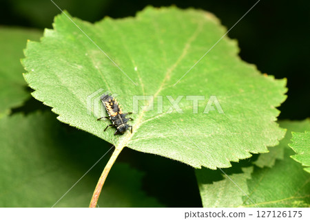 Ladybug larva, top view. Ladybug larva, top view. 127126175