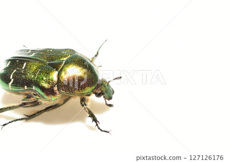 Beetle Golden bronze beetle 127126176