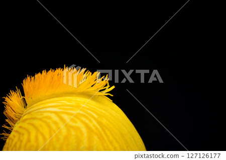 Yellow petal of a dahlia flower. 127126177