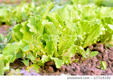 Green shoots of lettuce plant. 127126180