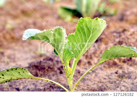 Green cabbage shoots. 127126182