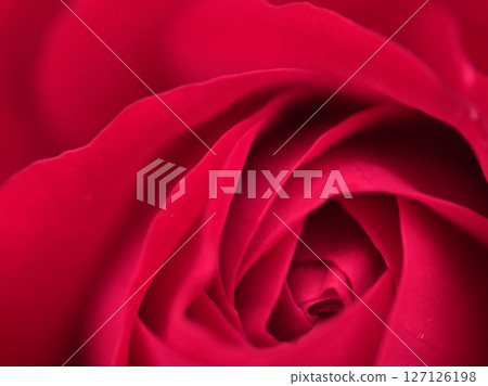 The beautiful red rose "Europiana" bloomed in May 127126198