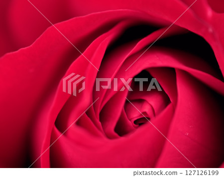 The beautiful red rose "Europiana" bloomed in May 127126199