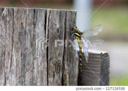 Yabyanma Yabyanma 127126586