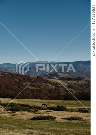 A lone dark horse grazes on a golden meadow surrounded by forested hills and distant mountain ranges in Komovi, Montenegro, under a vast blue sky. Autumn season A lone dark horse grazes on a golden meadow surrounded by forested hills and distant mountain ranges in Komovi, Montenegro, under a vast blue sky. Autumn season 127126625