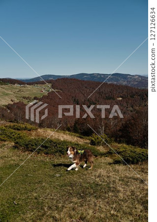 Australian shepherd dog walking across an open meadow in the Komovi mountains, Montenegro. Sunny autumn day with clear skies and scenic alpine ridgeline in the background Australian shepherd dog walking across an open meadow in the Komovi mountains, Montenegro. Sunny autumn day with clear skies and scenic alpine ridgeline in the background 127126634