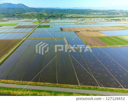 初夏北海道江差町插秧後的稻田鳥瞰圖 127126652