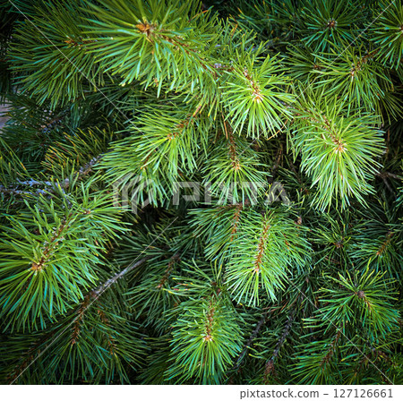 Vibrant Green Pine Branches in Natural Lighting good for multimedia background showcasing their detailed needles Vibrant Green Pine Branches in Natural Lighting good for multimedia background showcasing their detailed needles 127126661
