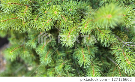 Vibrant Green Pine Branches in Natural Lighting good for multimedia background showcasing their detailed needles 127126663