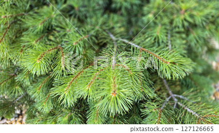 Vibrant Green Pine Branches in Natural Lighting good for multimedia background showcasing their detailed needles 127126665