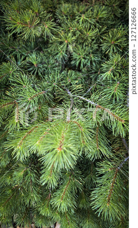 Vibrant Green Pine Branches in Natural Lighting good for multimedia background showcasing their detailed needles 127126666