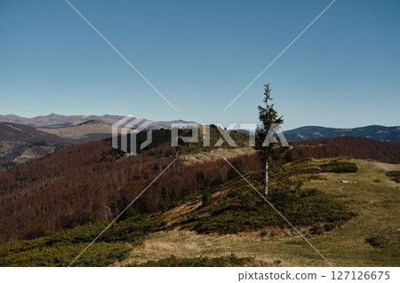 Solitary evergreen tree stands on a sunlit ridge in the Komovi mountains of Montenegro. Rolling hills and autumn-colored forests stretch into the distance under a bright blue sky Solitary evergreen tree stands on a sunlit ridge in the Komovi mountains of Montenegro. Rolling hills and autumn-colored forests stretch into the distance under a bright blue sky 127126675