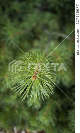 Vibrant Green Pine Branches in Natural Lighting good for multimedia background showcasing their detailed needles 127126677
