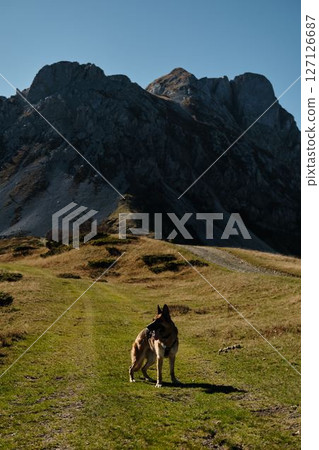 German Shepherd dog standing on path in the Komovi mountains, Montenegro during autumn. Rugged rocky peaks in the background under a clear blue sky. Hiking with pet concept German Shepherd dog standing on path in the Komovi mountains, Montenegro during autumn. Rugged rocky peaks in the background under a clear blue sky. Hiking with pet concept 127126687