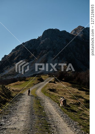 Two dogs - Australian Shepherd and German Shepherd, walking up mountain trail in Komovi range, Montenegro during autumn. Rear view. Rugged rocky peaks rise in the background. Hiking with pet concept 127126693