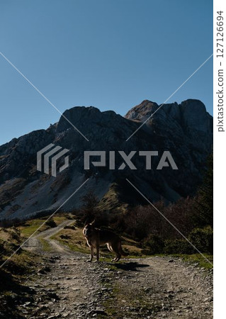 German Shepherd dog standing on path in the Komovi mountains, Montenegro during autumn. Rugged rocky peaks in the background under a clear blue sky. Hiking with pet concept 127126694