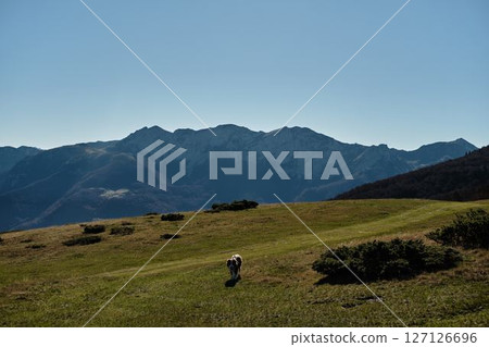 Australian shepherd dog walking across an open meadow in the Komovi mountains, Montenegro. Sunny autumn day with clear skies and scenic alpine ridgeline in the background 127126696