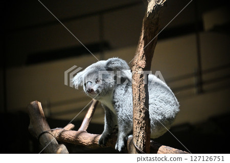 Koala Koala 127126751