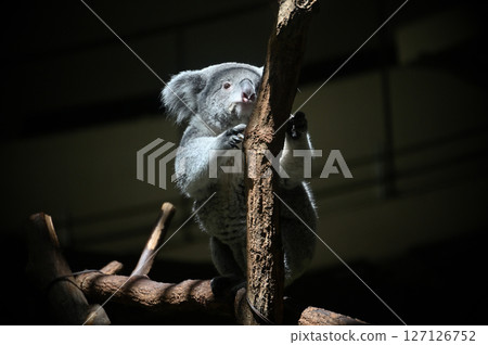 Koala 127126752