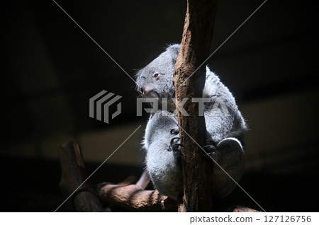 考拉 考拉 127126756