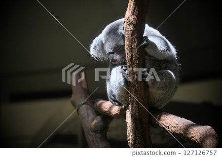 可愛的睡覺的無尾熊 127126757