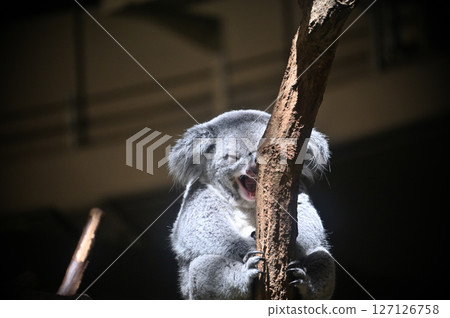 Yawning Koala Yawning Koala 127126758