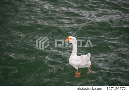 滋賀縣大津市大津港、琵琶湖、鵝 127126772