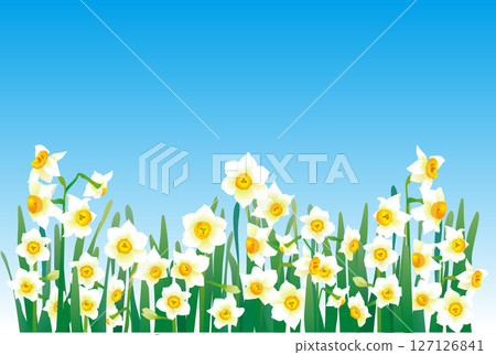 Daffodil vector illustration 127126841