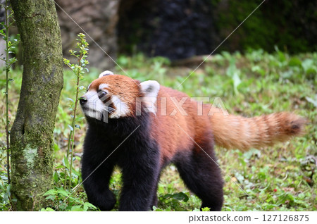 Lesser panda 127126875